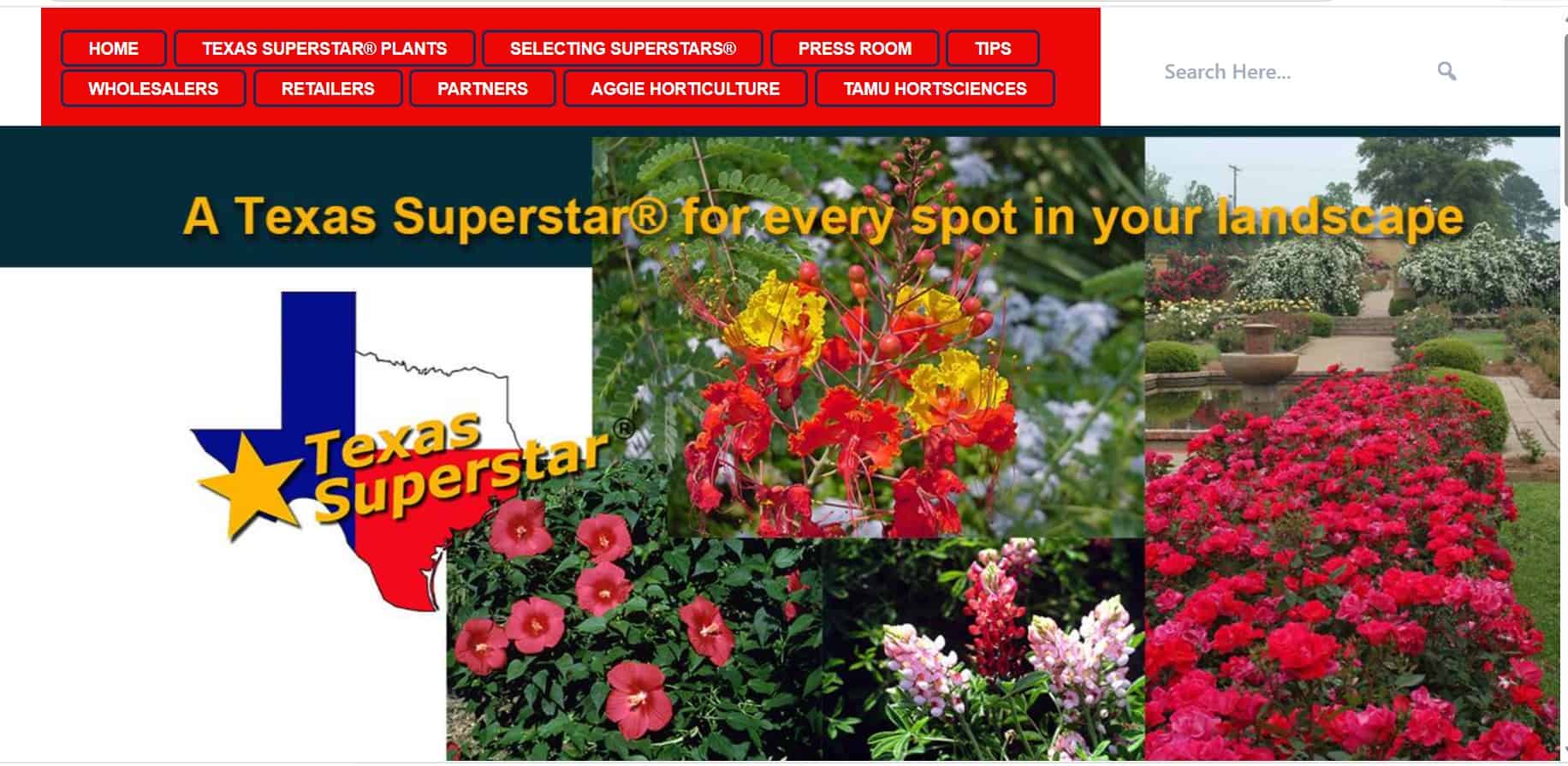 Texas Superstar Webpage
